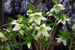 Hellebore
